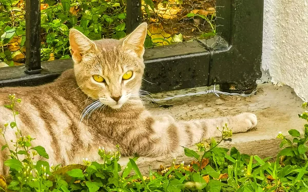 Niedliche Streunende Katze Schläft Und Entspannt Draußen Freier Natur Zicatela — Stockfoto