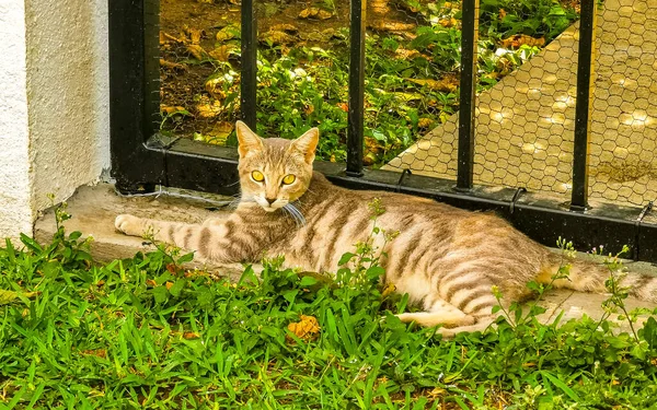 かわいい野良猫は ジカテラプエルトエスコンディドオアハカメキシコの自由自然の中で眠ってリラックスします — ストック写真