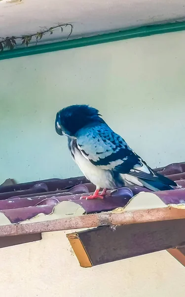 Птахи Голуби Сидять Даху Пуерто Ескондідо Оахака Мексика — стокове фото