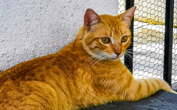 어슬렁어슬렁 거리는 귀여운 고양이가 멕시코 푸에르토에 사카의 속에서 — 스톡 사진