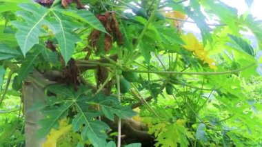 Phuket Adası Tayland 'daki Naithon Sahili' nde tropikal orman ve doğa boyunca yol ve yol..