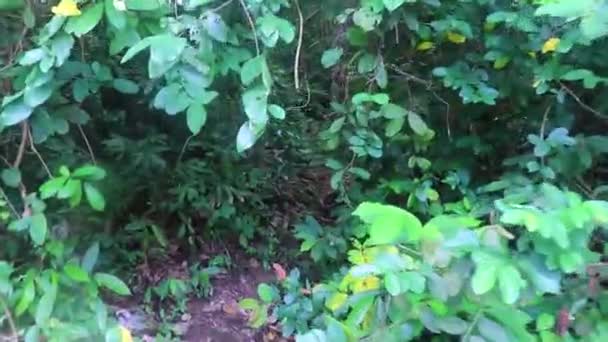 Kaunis Luonnonmaisema Vuoret Trooppinen Metsä Sakhu Thalang Phuket Saarella Thaimaa — kuvapankkivideo