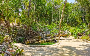 Güzel Cenote Park Aktunchen 'de kireçtaşı kayalar turkuaz mavi yeşil su ve Tulum Quintana Roo Meksika' da doğa ormanı..