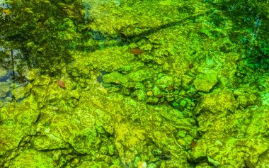 Güzel Cenote Park Aktunchen 'de kireçtaşı kayalar turkuaz mavi yeşil su ve Tulum Quintana Roo Meksika' da doğa ormanı..