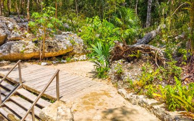 Güzel Cenote Park Aktunchen 'de kireçtaşı kayalar turkuaz mavi yeşil su ve Tulum Quintana Roo Meksika' da doğa ormanı..