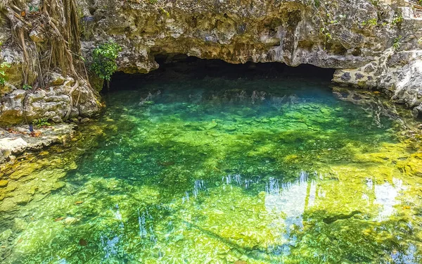 Beau Parc Cenote Aktunchen Avec Des Roches Calcaires Turquoise Bleu — Photo