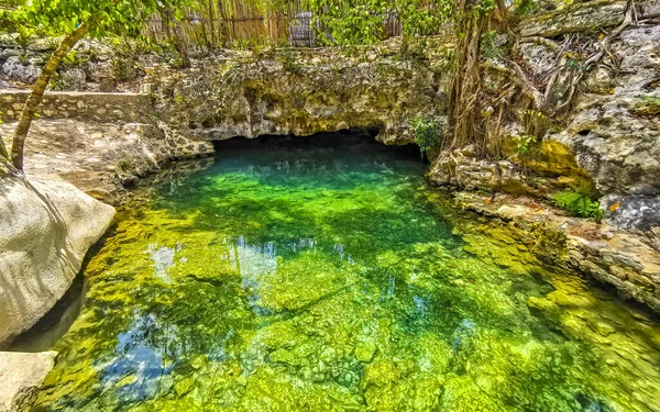 美しいセントートパーク石灰岩とAktunchenターコイズブルーの緑色の水とその周りの自然ジャングルトゥルムキンタナルーメキシコ — ストック写真