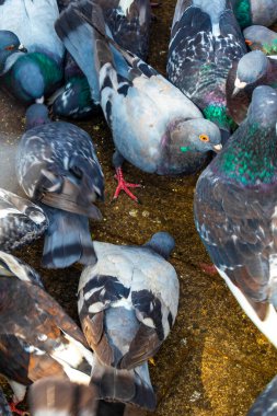Orta Amerika Alajuela Kosta Rika şehir meydanında bir sürü güvercin var..