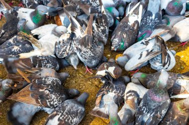 Orta Amerika Alajuela Kosta Rika şehir meydanında bir sürü güvercin var..