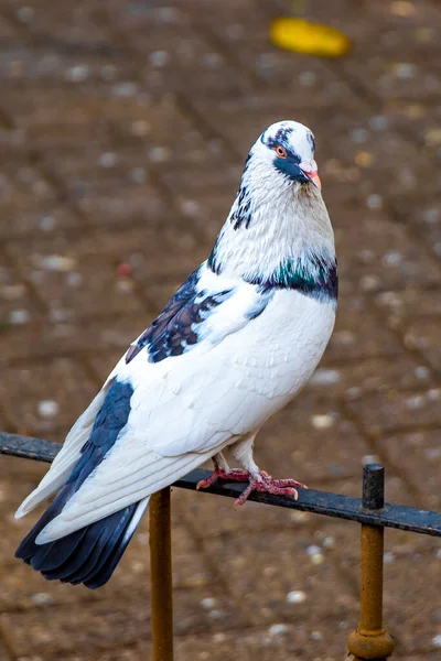 Görkemli Güvercin Kuşları Orta Amerika Alajuela Kosta Rika Şehir Meydanında — Stok fotoğraf