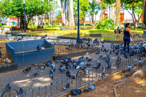 stock image Alajuela Province Alajuela Costa Rica 05. February 2021 A lot of pigeons city birds in the city plaza in Alajuela Costa Rica in Central America.