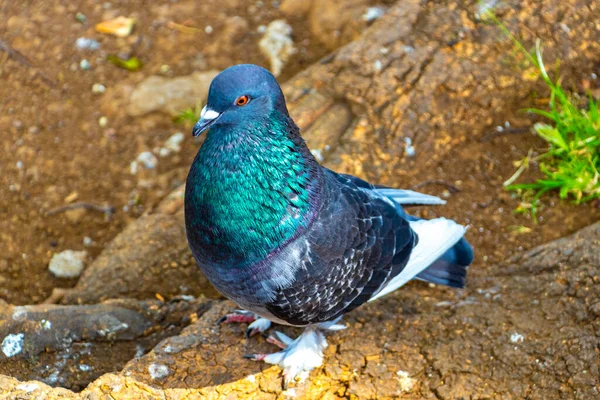 Величні Голубині Птахи Голуби Міські Птахи Міській Площі Алахуелі Коста — стокове фото