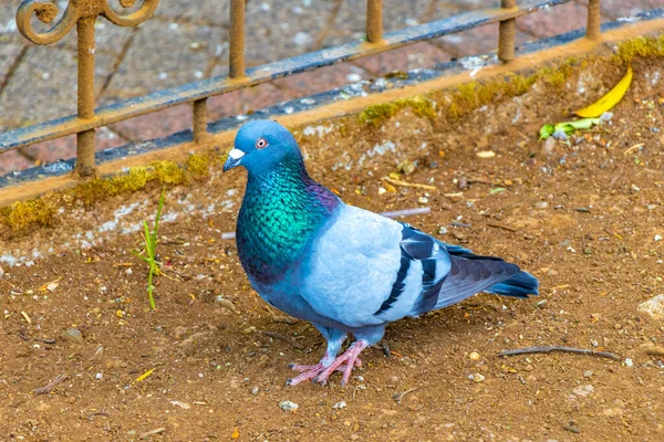 Величественные Голуби Голубей Голубей Городские Птицы Городской Площади Алахуэла Коста — стоковое фото