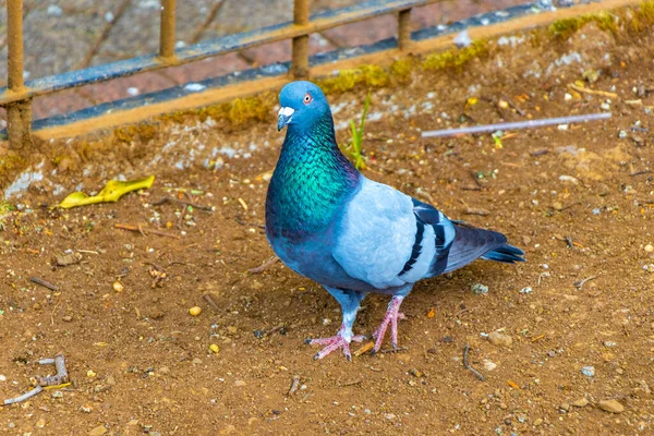 중앙아메리카의 알라후엘라 코스타리카에 광장에 비둘기 비둘기 비둘기들 — 스톡 사진
