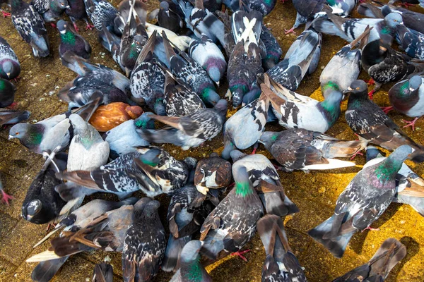 stock image A lot of pigeons city birds in the city plaza in Alajuela Costa Rica in Central America.