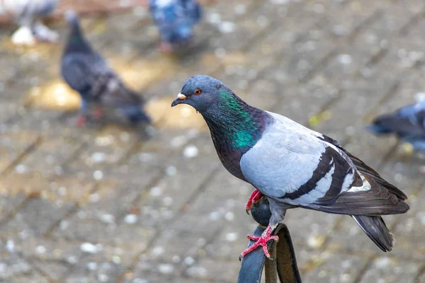 Majestätische Taubenvögel Tauben Stadtvögel Auf Dem Stadtplatz Alajuela Costa Rica — Stockfoto