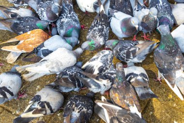 Orta Amerika Alajuela Kosta Rika şehir meydanında bir sürü güvercin var..