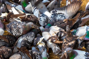 Orta Amerika Alajuela Kosta Rika şehir meydanında bir sürü güvercin var..