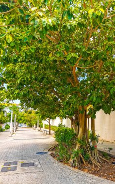 Playa del Carmen Quintana Roo Meksika 'da Ficus maxima incir ağacı..