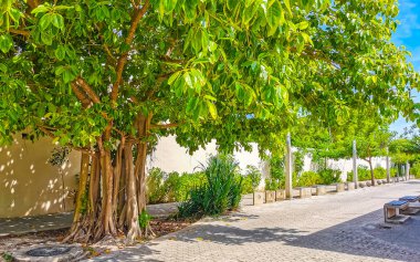 Playa del Carmen Quintana Roo Meksika 'da Ficus maxima incir ağacı..
