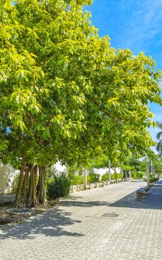 Playa del Carmen Quintana Roo Meksika 'da Ficus maxima incir ağacı..