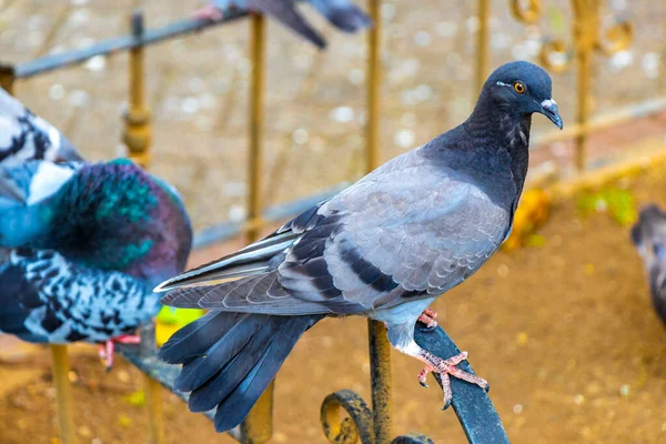 Majestic Pigeon Birds Pigeons City Birds City Plaza Alajuela Costa — Stock Photo, Image