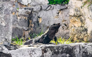 Antik Tulum 'daki kayalıklardaki dev Iguana kertenkele hayvanı, Tulum Mexico' daki tropik doğal orman palmiyesi ve deniz manzarasında tapınak kalıntıları ve eserlerle Maya bölgesini harabeye çeviriyor..