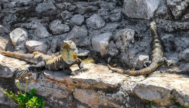 Antik Tulum 'daki kayalıklardaki dev Iguana kertenkele hayvanı, Tulum Mexico' daki tropik doğal orman palmiyesi ve deniz manzarasında tapınak kalıntıları ve eserlerle Maya bölgesini harabeye çeviriyor..