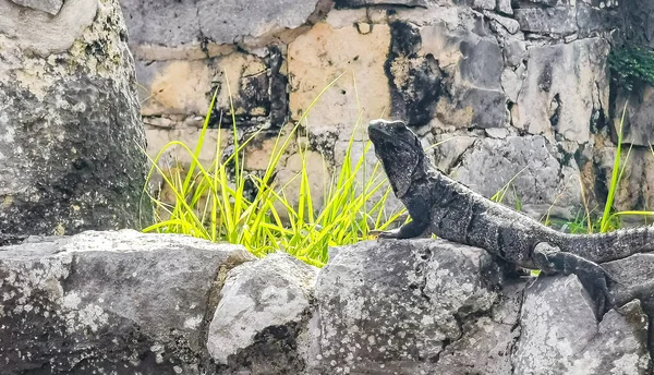Huge Iguana Gecko Animal Rocks Ancient Tulum Ruins Mayan Site — Stockfoto