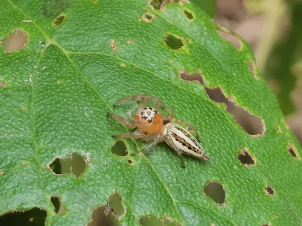图卢姆金塔纳罗奥岛绿叶上的小橙色跳跃蜘蛛 — 图库照片