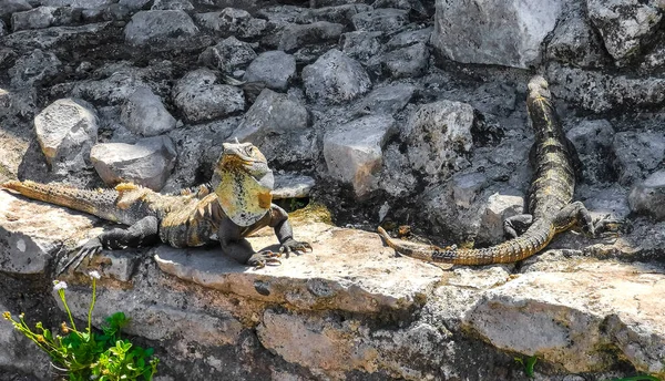 Huge Iguana Gecko Animal Rocks Ancient Tulum Ruins Mayan Site — ストック写真