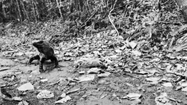 Antik Tulum 'da yerde bulunan dev Iguana kertenkele hayvanı, Tulum Meksika' daki tropik doğal orman palmiyesi ve deniz manzarasında tapınak kalıntıları ve eserlerle Maya bölgesini harabeye çeviriyor..