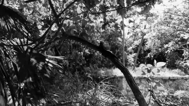 Huge Iguana Gecko Animal Lying Sitting Branch Tree Tulum Ruins — Stockvideo