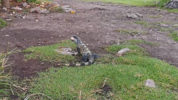 Énorme Animal Iguana Gecko Sur Terrain Ancienne Ruines Tulum Site — Video