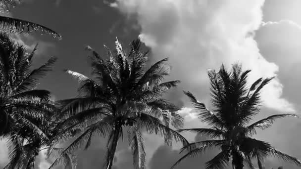Tropical Natural Mexican Palm Tree Coconuts Blue Sky Background Tulum — Vídeo de stock