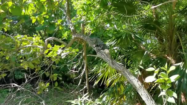 Huge Iguana Gecko Animal Lying Sitting Branch Tree Tulum Ruins — Vídeo de Stock