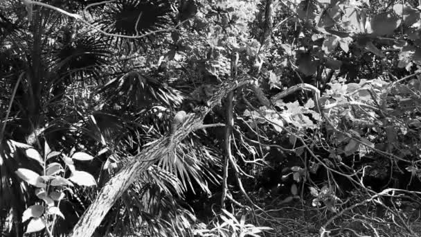 Huge Iguana Gecko Animal Lying Sitting Branch Tree Tulum Ruins — Stock videók