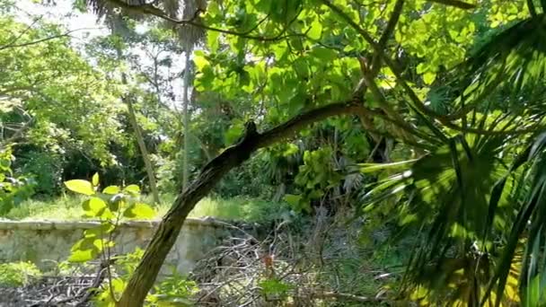 Huge Iguana Gecko Animal Lying Sitting Branch Tree Tulum Ruins — 图库视频影像