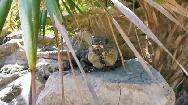 Величезна Тварина Iguana Gecko Скелях Древньому Тулумі Руїни Майя Руїнами — стокове відео