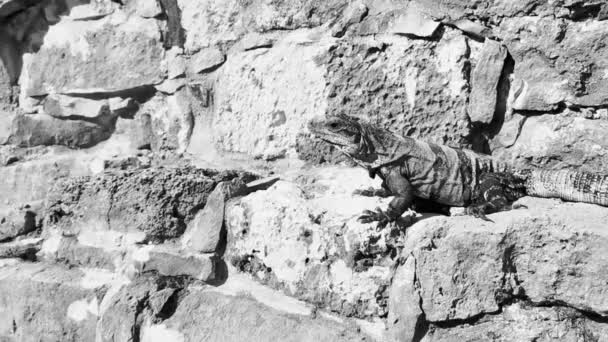 Huge Iguana Gecko Animal Rocks Ancient Tulum Ruins Mayan Site — Stock Video