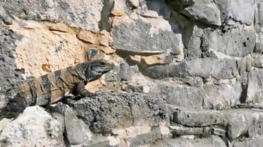 Huge Iguana gecko animal on rocks at the ancient Tulum ruins Mayan site with temple ruins pyramids and artifacts in the tropical natural jungle forest palm and seascape panorama view in Tulum Mexico.