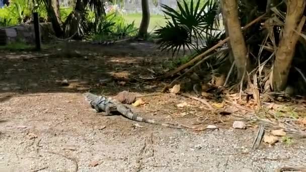 Huge Iguana Gecko Animal Ground Ancient Tulum Ruins Mayan Site — ストック動画