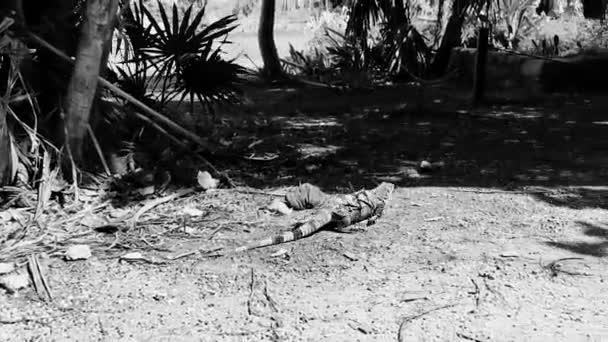 Huge Iguana Gecko Animal Ground Ancient Tulum Ruins Mayan Site — 图库视频影像