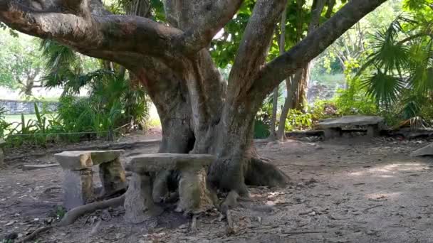 Tropikalny Naturalny Las Dżungli Palmy Ścieżka Spacerowa Starożytnych Ruin Tulum — Wideo stockowe