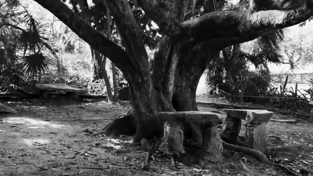 Tropische Natürliche Dschungelpalmen Und Wanderpfad Der Antiken Maya Stätte Tulum — Stockvideo