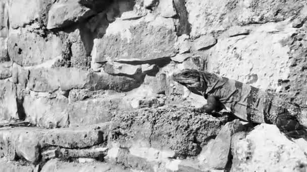 Huge Iguana Gecko Animal Rocks Ancient Tulum Ruins Mayan Site — Vídeo de stock