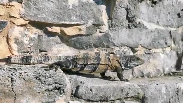 图卢姆古城遗址上岩石上的巨型伊瓜纳壁虎动物 图卢姆墨西哥 图卢姆热带森林棕榈树和海景全景中的寺庙遗址 金字塔和文物 — 图库视频影像