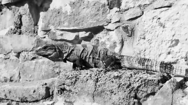 Enorme Iguana Gecko Animal Rochas Antigo Tulum Ruínas Local Maia — Vídeo de Stock