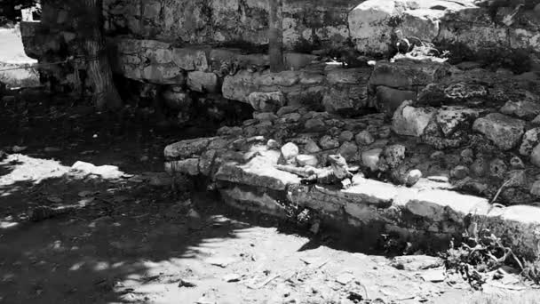 图卢姆古城遗址上岩石上的巨型伊瓜纳壁虎动物 图卢姆墨西哥 图卢姆热带森林棕榈树和海景全景中的寺庙遗址 金字塔和文物 — 图库视频影像