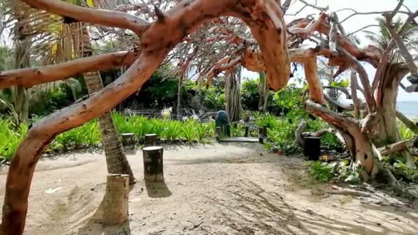 图卢姆墨西哥古城玛雅人遗址的热带森林棕榈树和小径 以及寺庙遗址金字塔 — 图库视频影像